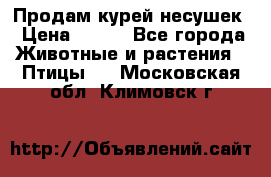 Продам курей несушек › Цена ­ 350 - Все города Животные и растения » Птицы   . Московская обл.,Климовск г.